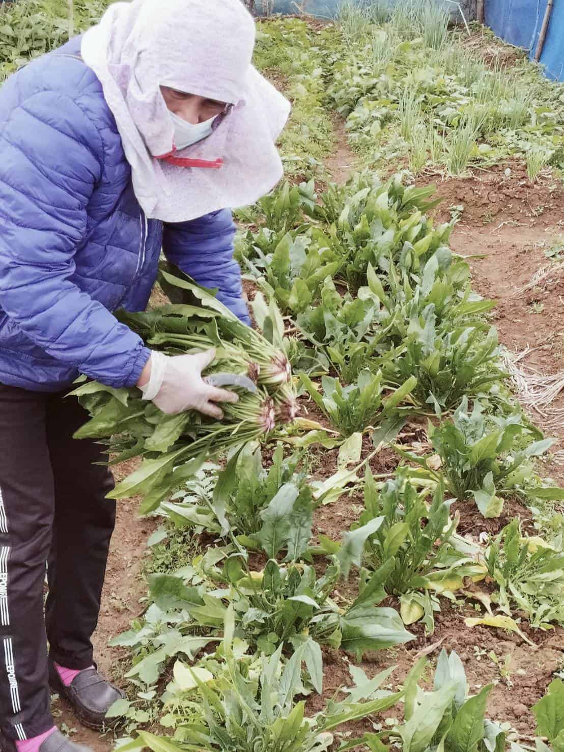 從不太會種到熟能生巧，收成頗豐_圖片提供/桃原農場)