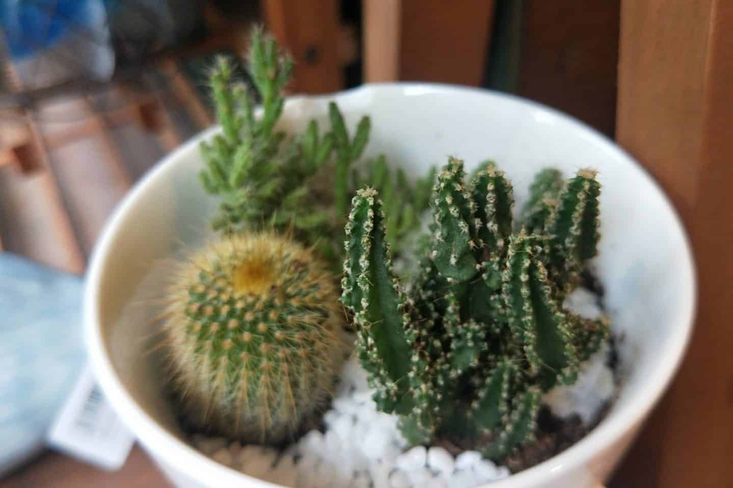 仙人掌不須多費心打理，且生命力頑強，讓許多人們都紛紛買來作為居家裝飾，為家中提升清新感。即使作為第一好照顧的植物，還是有許多植物殺手把仙人掌養死，POP編今天就來告訴大家，成為仙人掌植栽達人的5個秘訣吧!